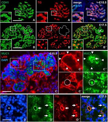 Asynchrony of Apical Polarization, Luminogenesis, and Functional Differentiation in the Developing Thyroid Gland